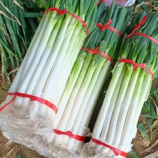 关岭县长白大葱