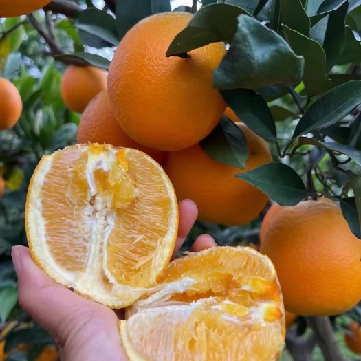 深圳湘西纽荷尔脐橙