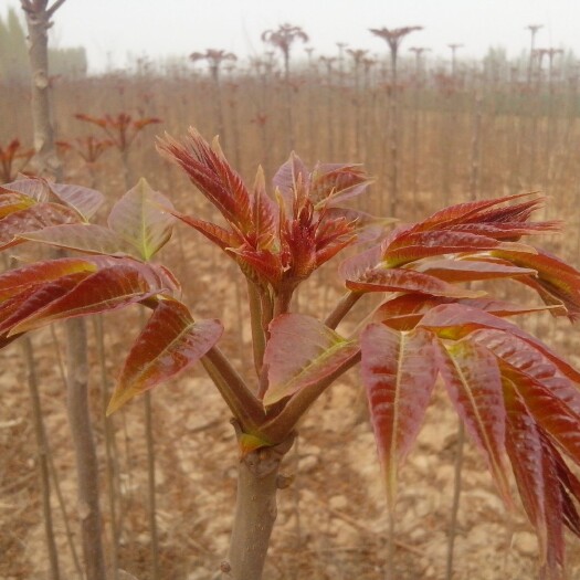 红油香椿苗 ，泰山红油香椿苗，适合南北方地区种植，提供技术。