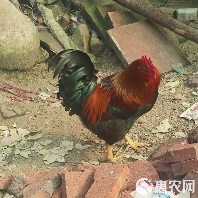 清远鸡农家散养阉鸡大扇鸡走地鸡整鸡1只现杀现发顺丰包邮