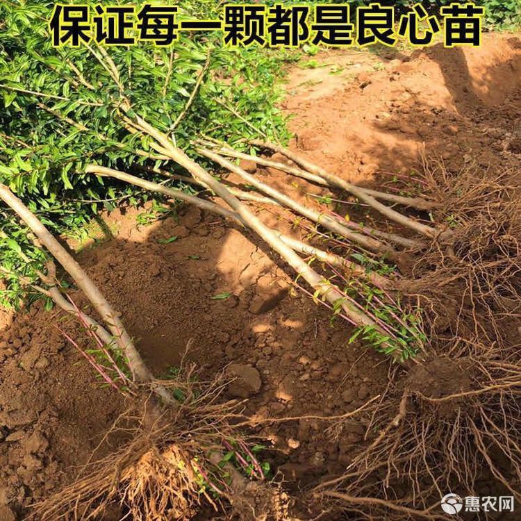 石榴苗 突尼斯软籽 嫁接苗  基地直销 现挖现发