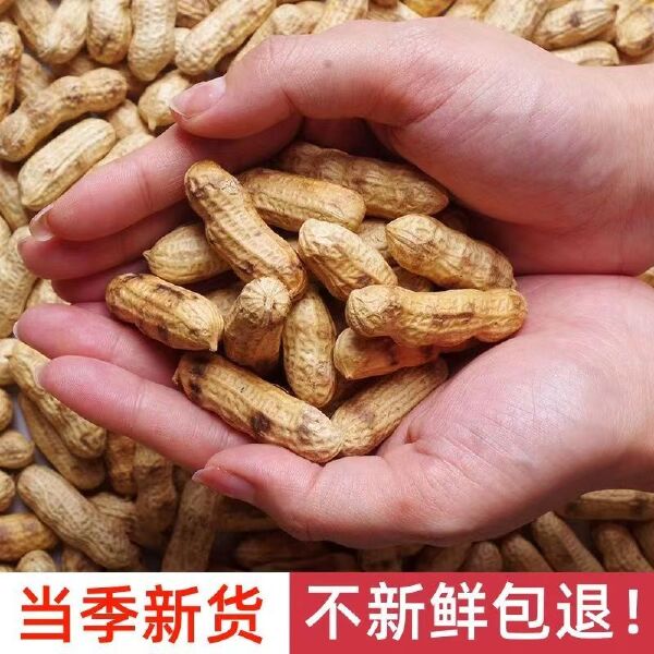 【现炒现发】新货原味炒花生农家铁锅炒熟花生带壳年货批发