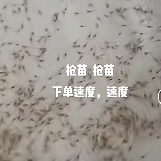 兴化市批发罗氏沼虾苗