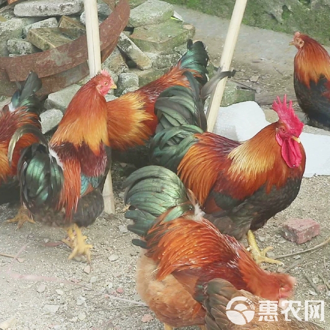 清远鸡农家散养阉鸡大扇鸡走地鸡整鸡1只现杀现发顺丰包邮