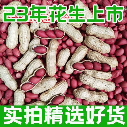 【2023年新货】铁锅炒花生原味熟花生带壳炒熟花生花生衣批发