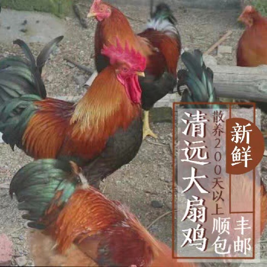 连州市清远鸡农家散养阉鸡大扇鸡走地鸡整鸡1只现杀现发顺丰包邮