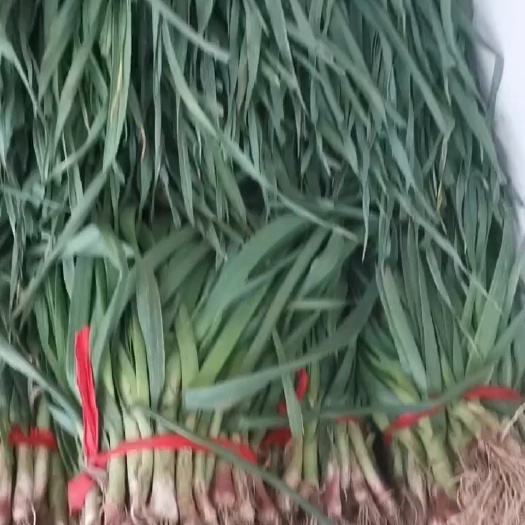 沛县精品蒜苗