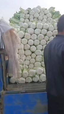 昌黎县秦皇岛昌黎精品大白菜大量有货价格美丽