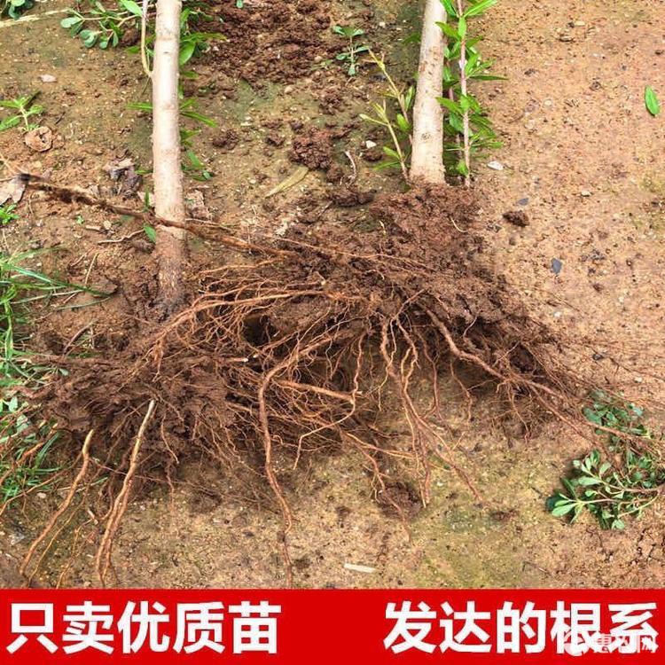 石榴苗 突尼斯软籽 嫁接苗  基地直销 现挖现发