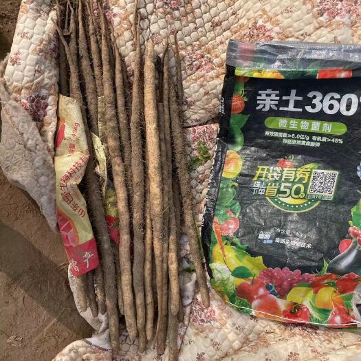 深泽县小白嘴山药