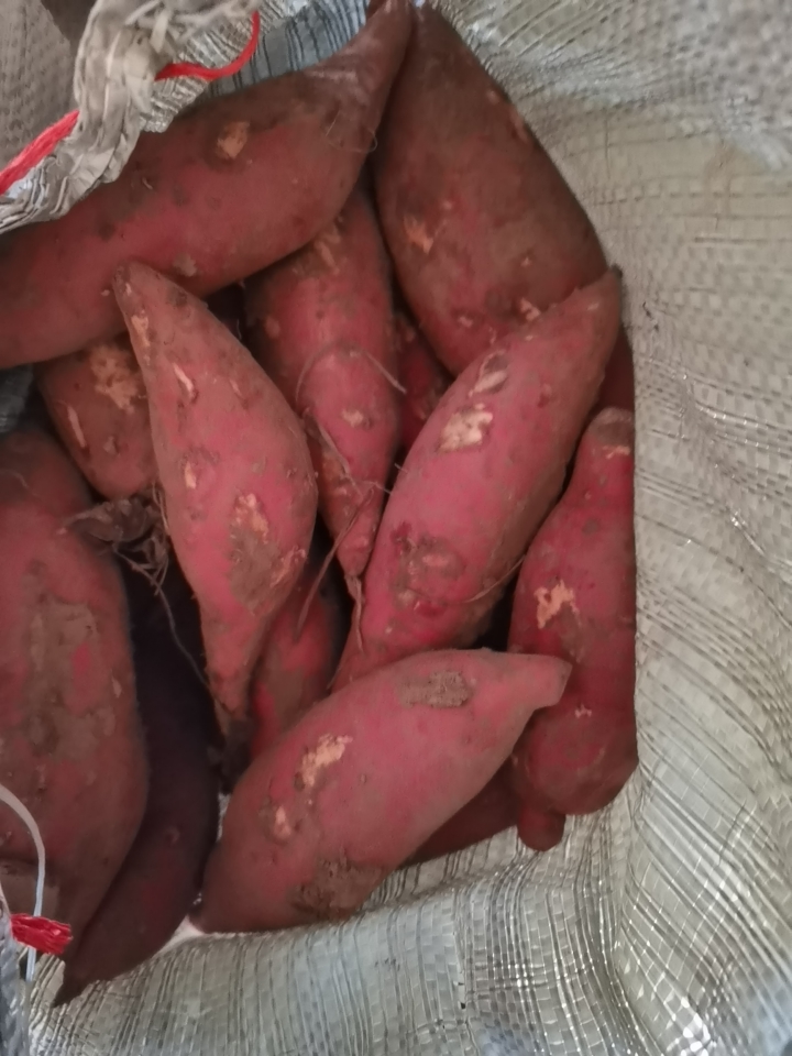 蜜薯西瓜红精品无虫咬