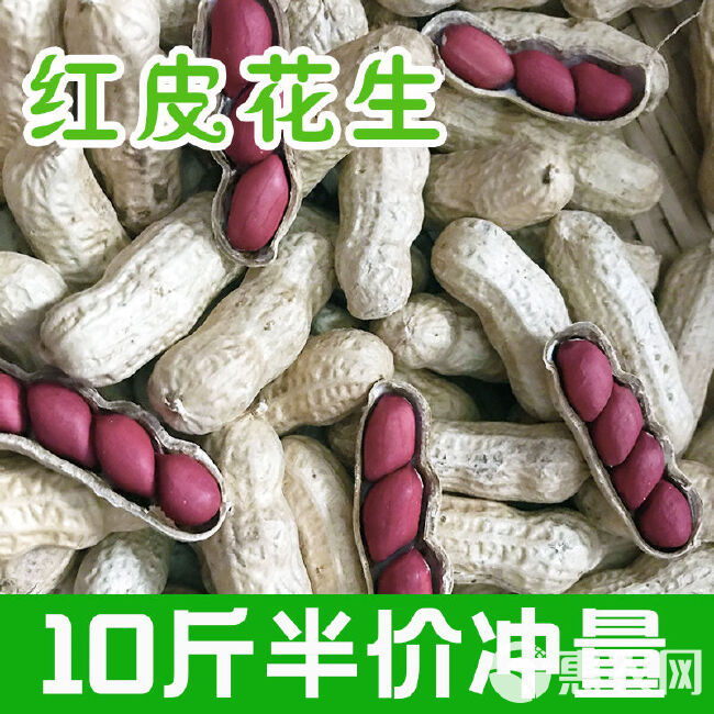 【2023年新货】铁锅炒花生原味熟花生带壳炒熟花生花生衣批发