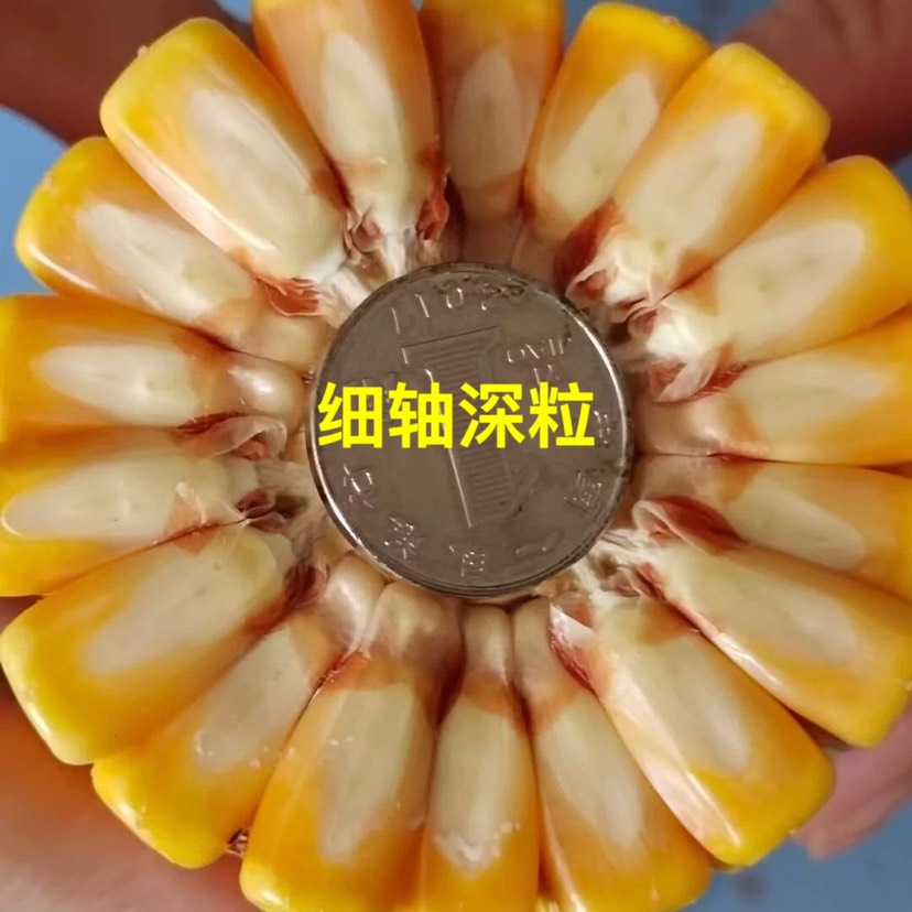 [玉米种子批发]山西三联正品瑞普909价格130元/袋 - 惠农网触屏版