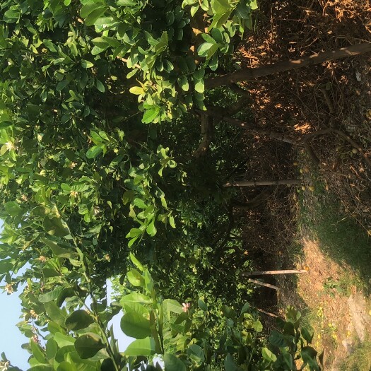 广州香水柠檬