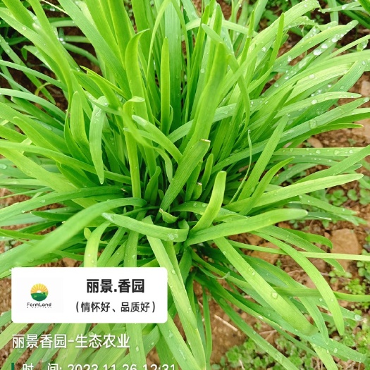 大葉韭菜供應(yīng)（千畝基地、長(zhǎng)期供貨）
