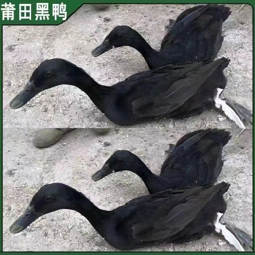 无锡【包邮到家】一斤左右莆田黑鸭苗活的水鸭蛋鸭番鸭麻鸭山林散养