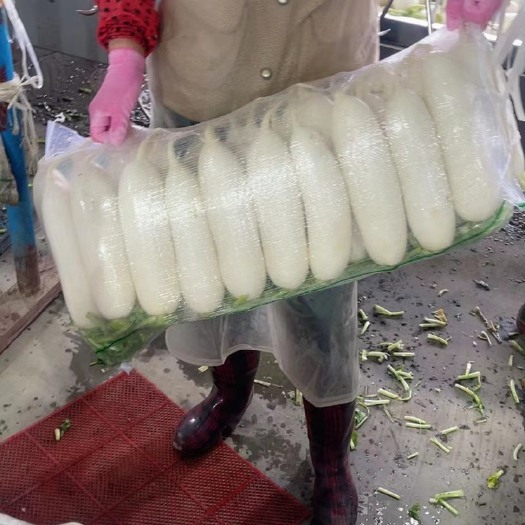 沙洋县精品白萝卜，三排四排五排，自己工厂无代办费！
