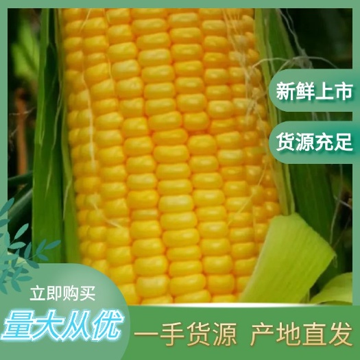 橫縣玉米大量上市歡迎老板大駕光臨寒舍