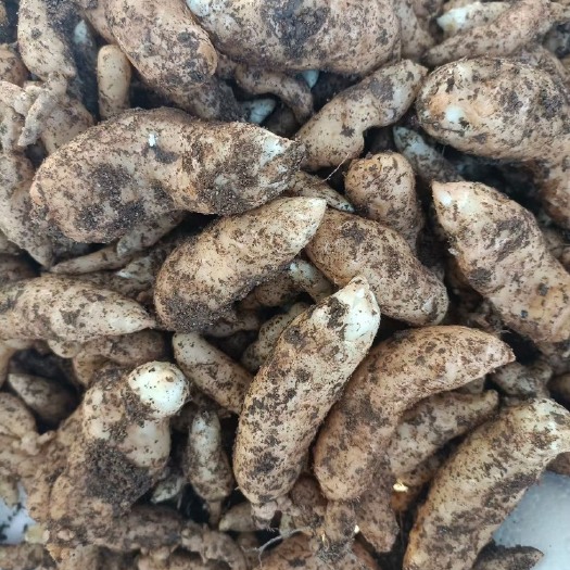 宜昌高海拔高山天麻种子正零代种子源种