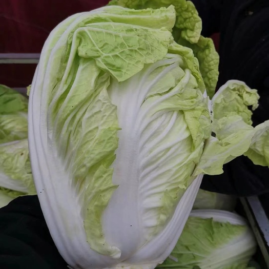 沛县大白菜