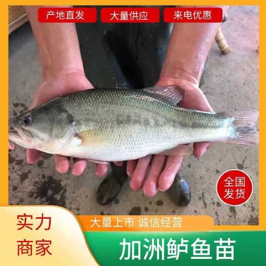 加州鲈鱼苗  长期大量出售加洲鲈鱼苗