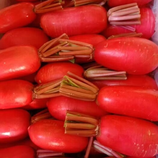 【推荐】湖北精品红皮萝卜主要对接全国市场商超量大优惠