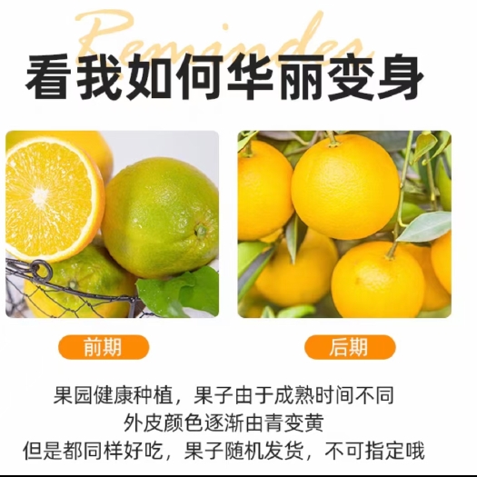 枝江市纽荷尔脐橙