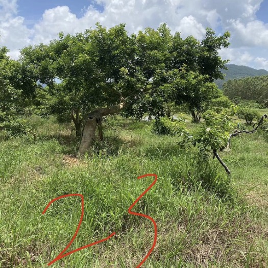 台山市斜杆 红果冬青