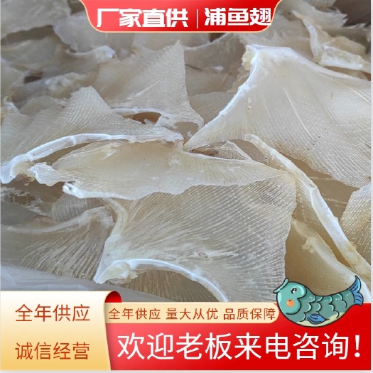 北海浦鱼翅 鱼狗翅 瑶鱼翅