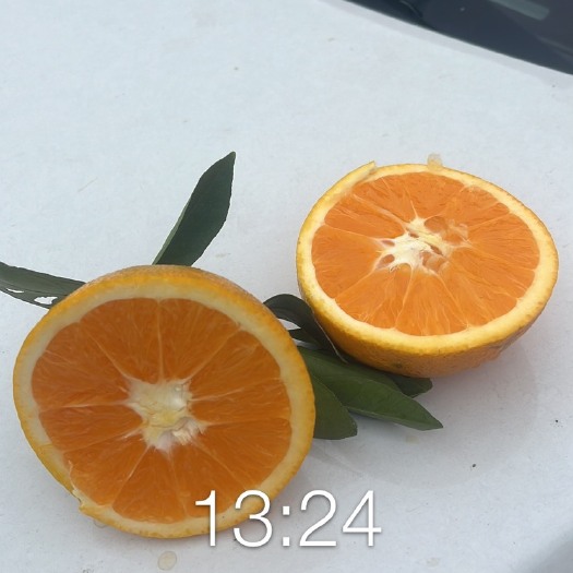 九月红果冻橙