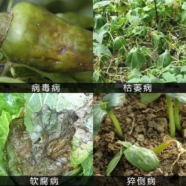 天津博克博宁85三氯异氰尿酸粉剂棉花枯萎病杀菌剂消毒土壤