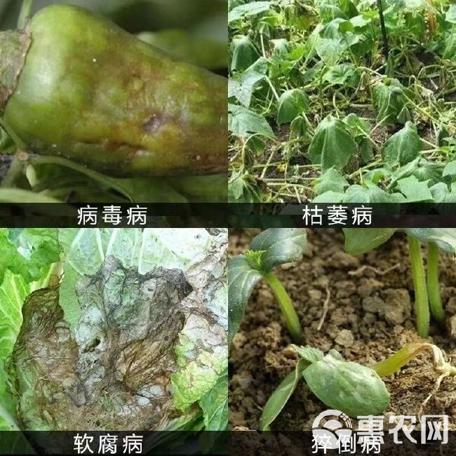 天津博克博宁85三氯异氰尿酸粉剂棉花枯萎病杀菌剂消毒土壤