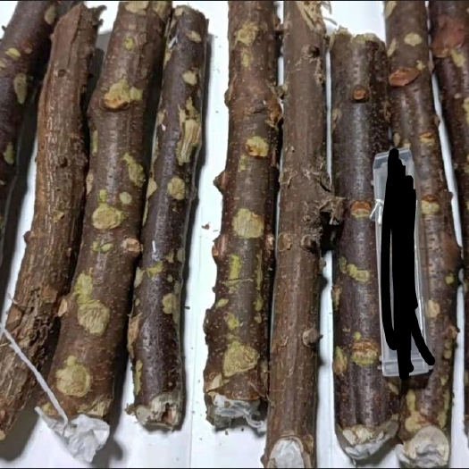 南昌县出售带树枝发货，树枝长度40到50公分，斗米虫大小超3克