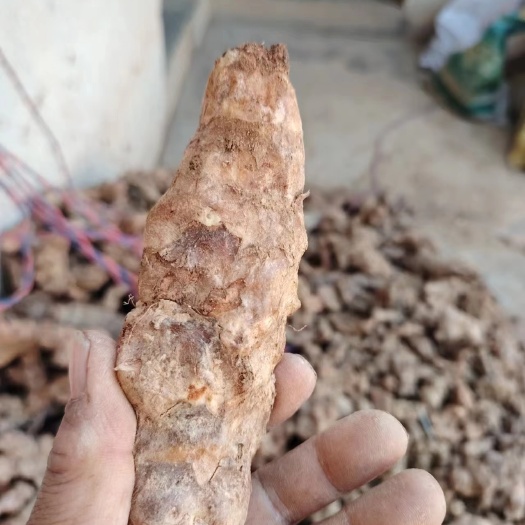 镇宁县精品中小土茯苓