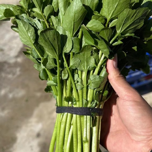 西洋菜，又名豆瓣菜。