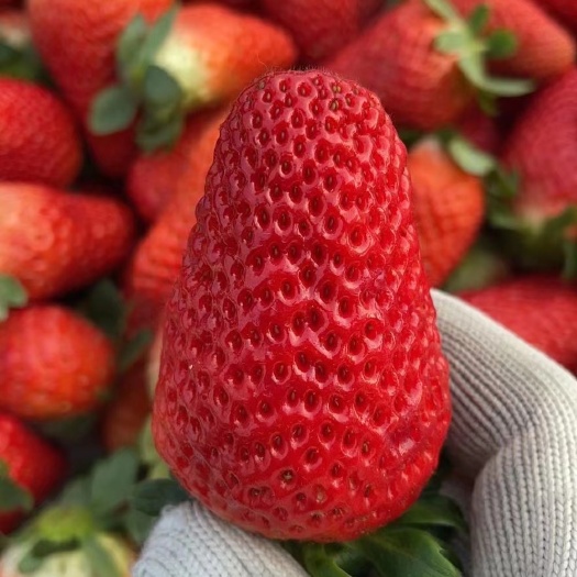 沂南县万亩冷暖大棚基地常年供应甜查里草莓，颜色鲜亮，酸甜口，