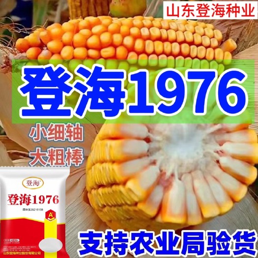 邯郸山东登海1976国审玉红轴大穗籽粒重抗病能力强活杆成熟抗倒伏