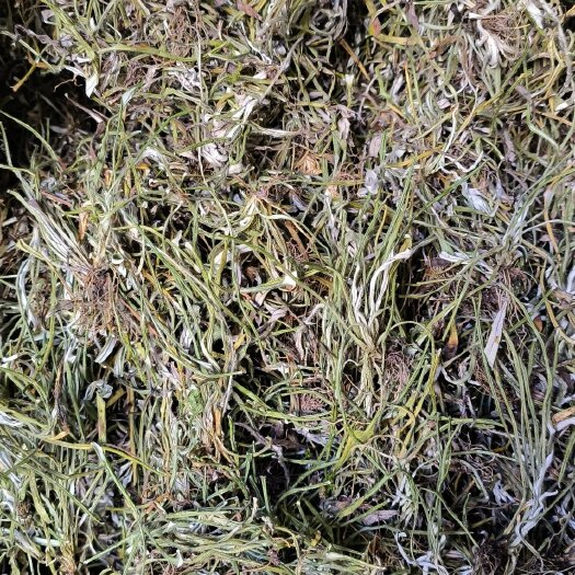 天青地白，叶下白，白草仔