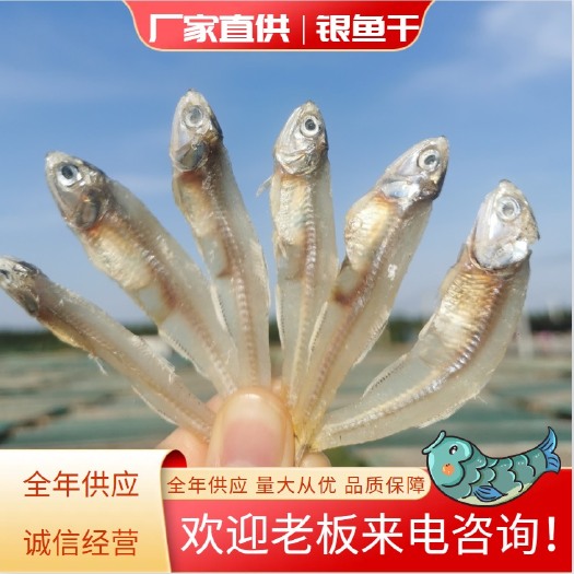 广西北海银鱼干 白凡鱼 纯淡晒 大量批发 每天现晒现发