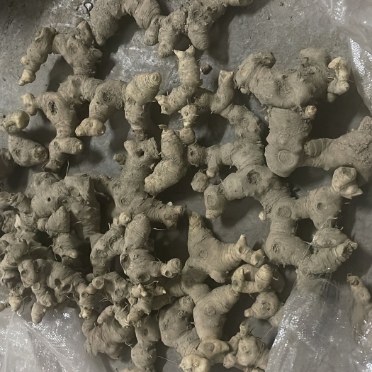 来凤县黄精 个大 都是种植三年以上