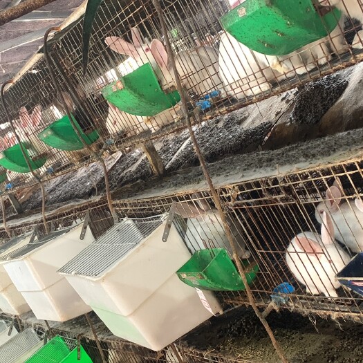 郯城县白兔肉兔3斤往上