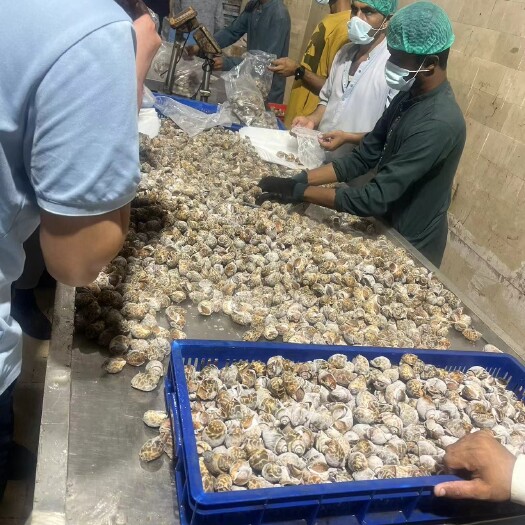 深圳巴基斯坦花螺