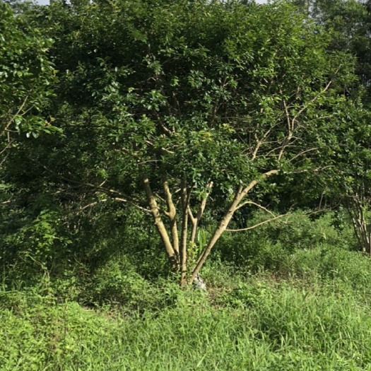 台山市红果冬青 万紫千红 多杆 斜杆 单杆