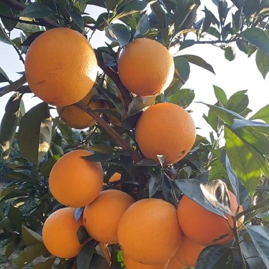 信丰县赣南脐橙赣南甜柚