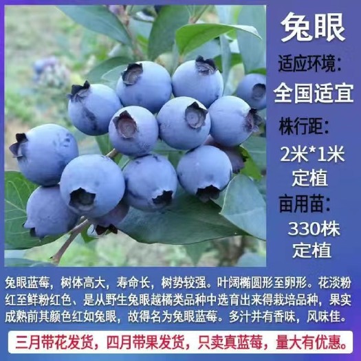 蒙阴县兔眼蓝莓苗品种纯正 根系发达 。现挖现发保品种提供技术支持