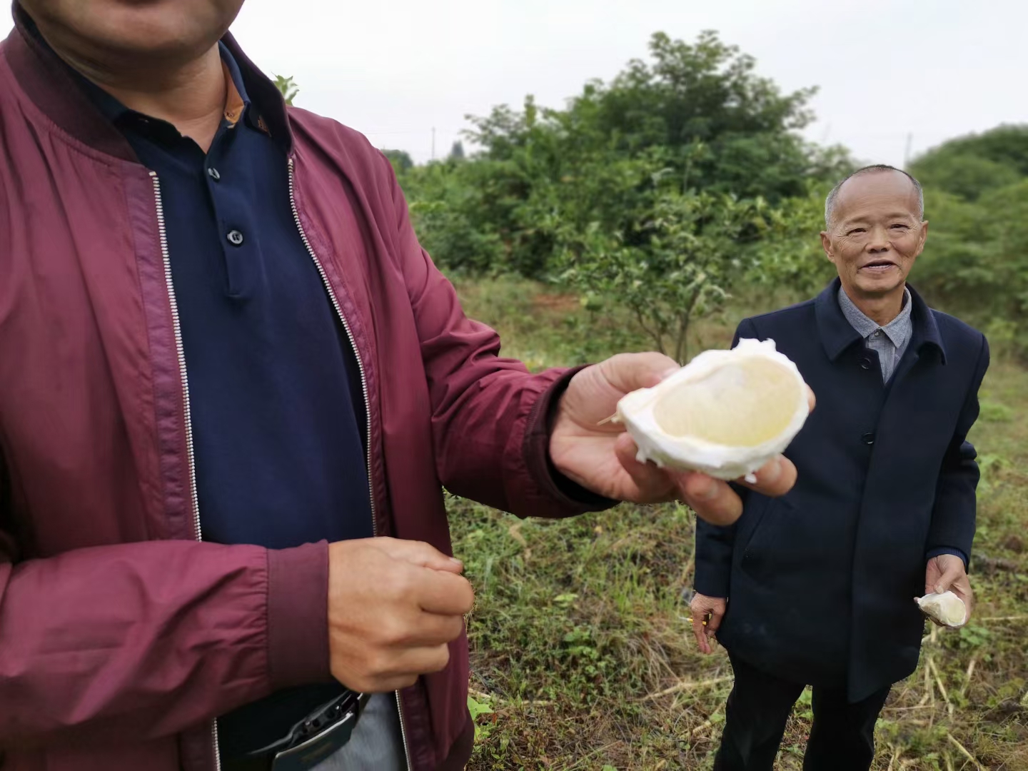 超甜水蜜香柚，