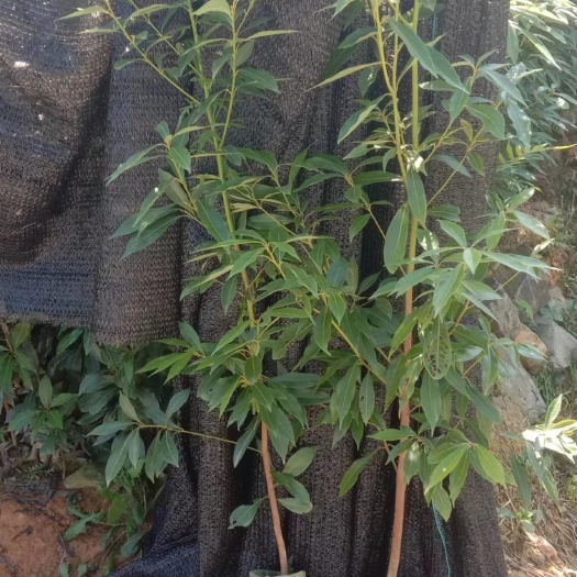 荔浦市广西桂林荔浦优质金丝楠木苗木供应，名贵树种，欢迎联系