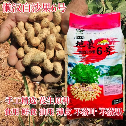 花生种子手工选种地豪懒汉白沙果原种带壳花生种子丰产抗病花生种