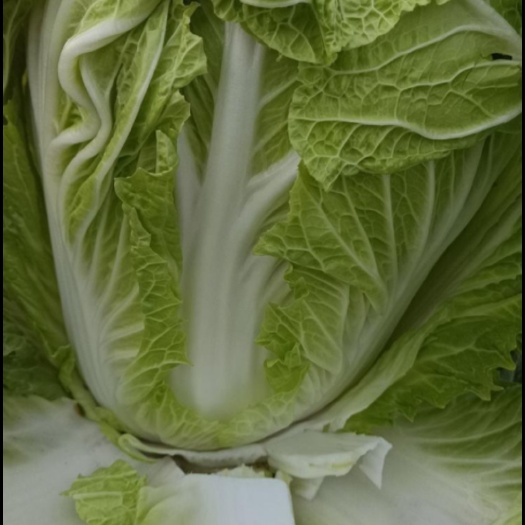 陕西大白菜