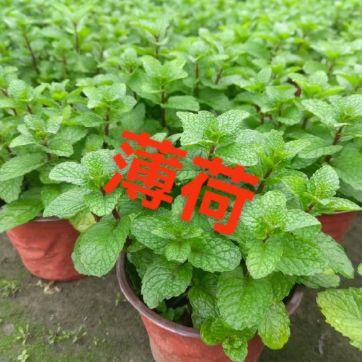 四川成都郫都区优质薄荷苗 盆栽种植年